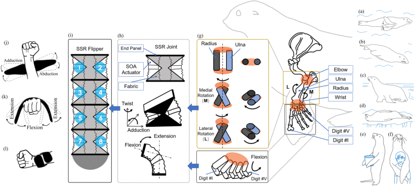 学术论文 | Otariidae-Inspired Soft-Robotic Supernumerary Flippers by Fabric Kirigami and Origami